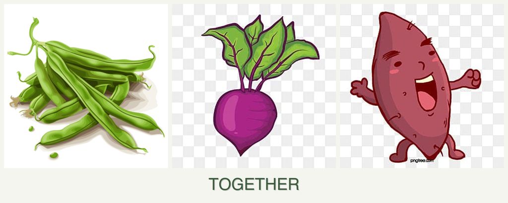 Can you plant beans, beets and sweet potatoes together?