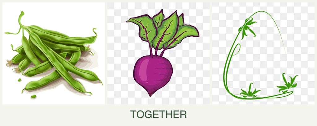 Can you plant beans, beets and tarragon together?