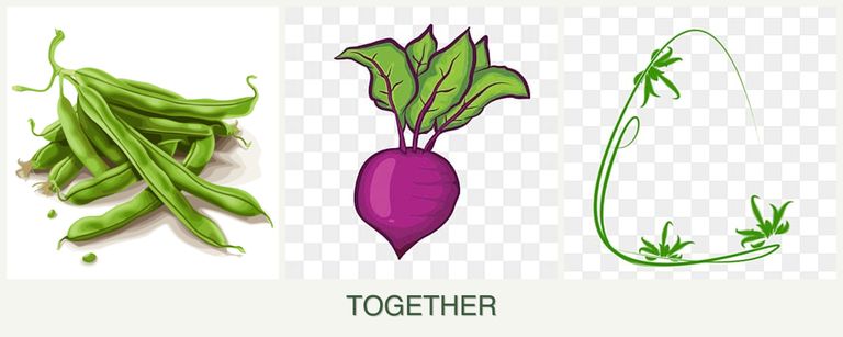 Can you plant beans, beets and tarragon together?
