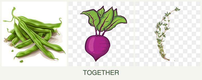 Can you plant beans, beets and thyme together?