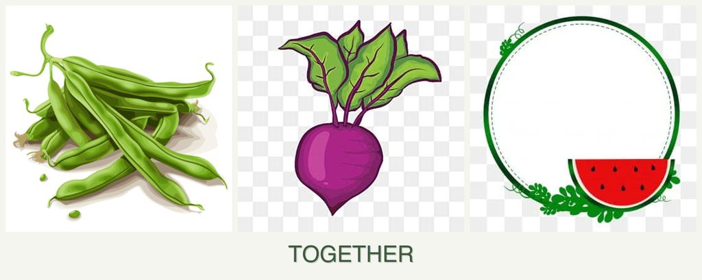 Can you plant beans, beets and watermelons together?