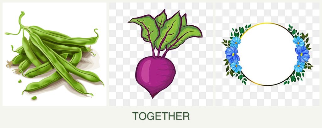 Can you plant beans, beets and zinnias together?