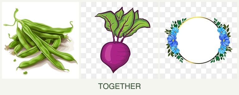 Can you plant beans, beets and zinnias together?