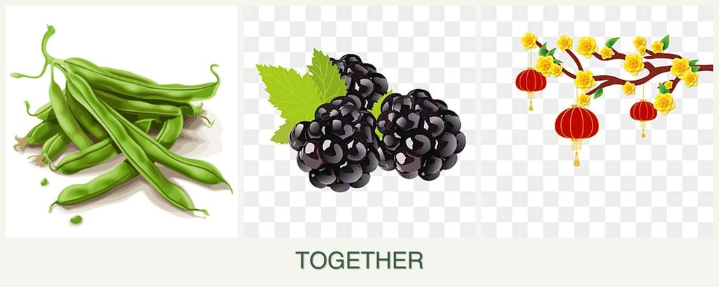 Can you plant beans, blackberries and apricots together?