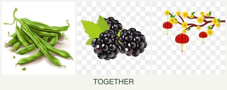 Can you plant beans, blackberries and apricots together?