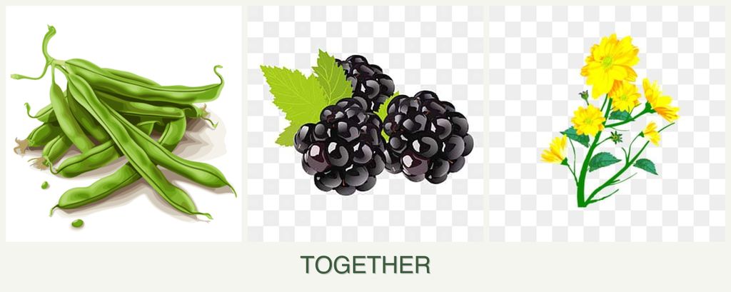Can you plant beans, blackberries and calendula together?