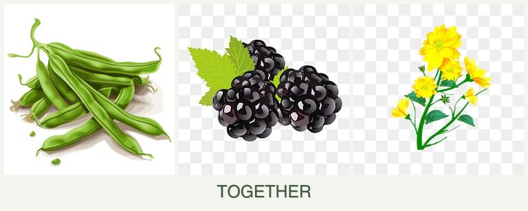 Can you plant beans, blackberries and calendula together?