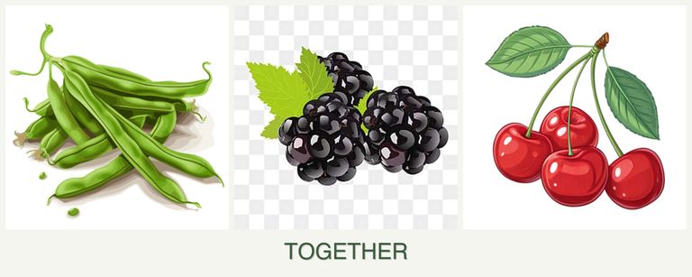 Can you plant beans, blackberries and cherries together?