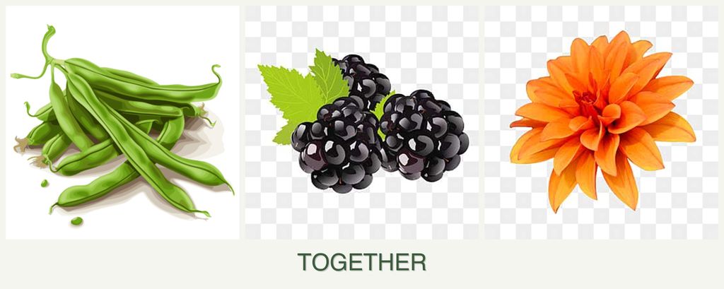 Can you plant beans, blackberries and dahlias together?
