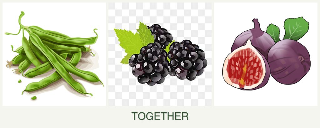 Can you plant beans, blackberries and figs together?