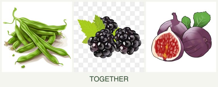Can you plant beans, blackberries and figs together?