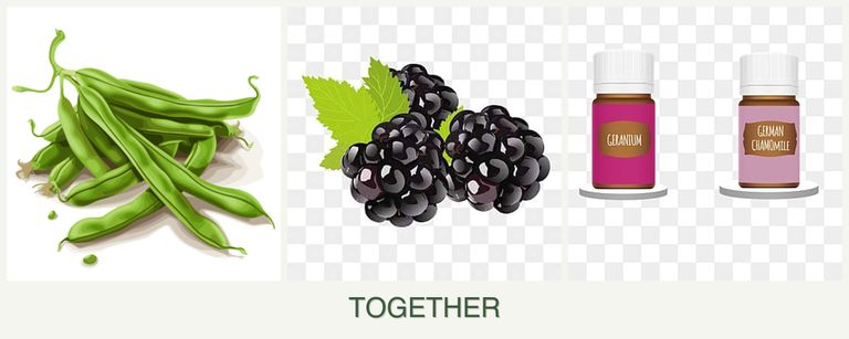 Can you plant beans, blackberries and geraniums together?