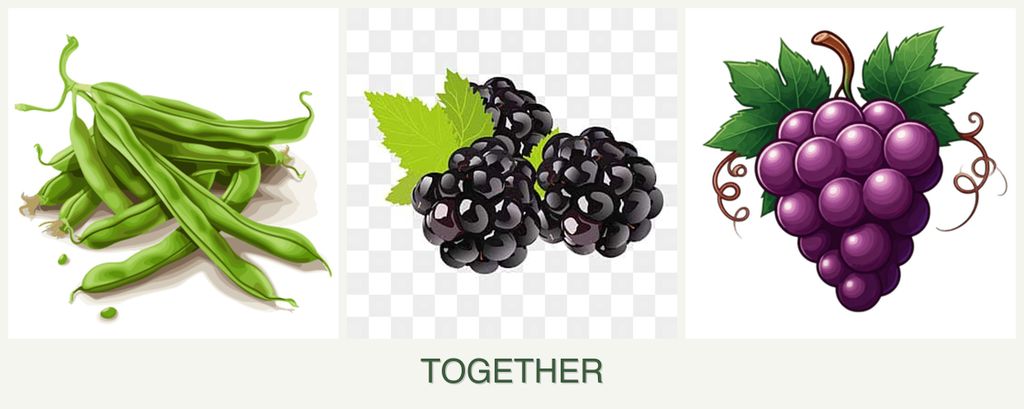 Can you plant beans, blackberries and grapes together?