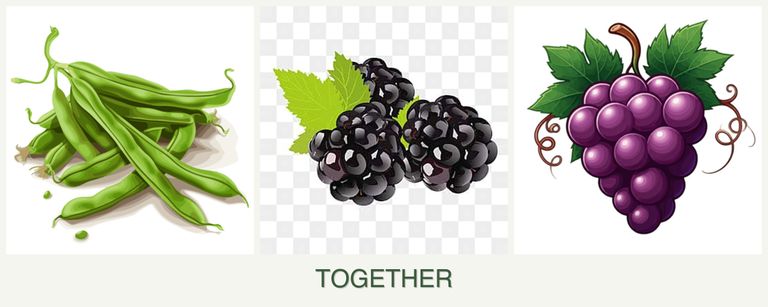 Can you plant beans, blackberries and grapes together?