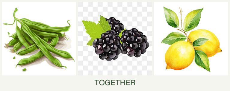 Can you plant beans, blackberries and lemons together?