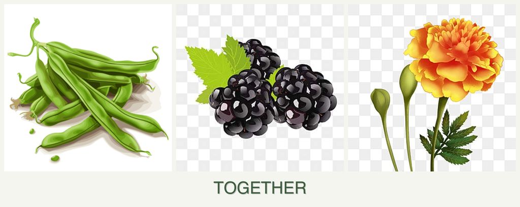Can you plant beans, blackberries and marigolds together?