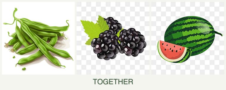 Can you plant beans, blackberries and melons together?