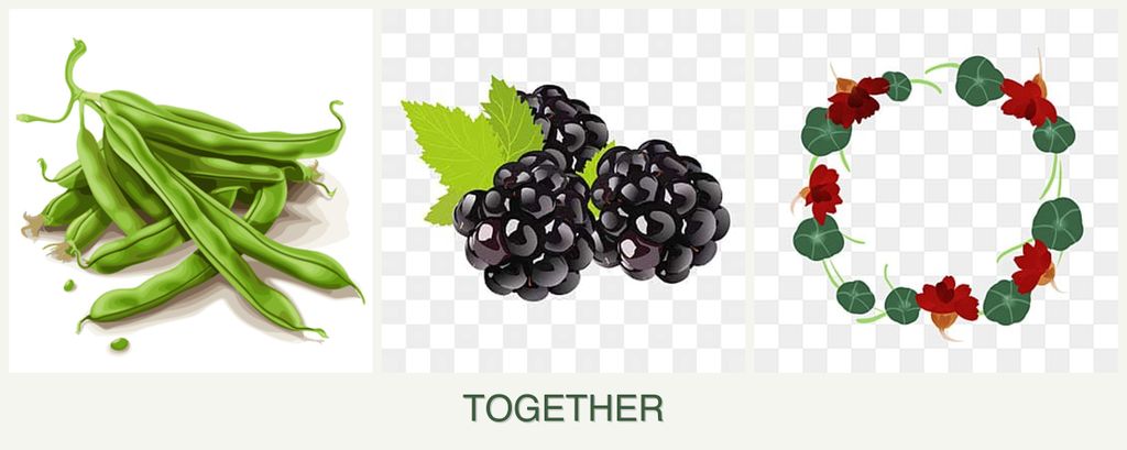 Can you plant beans, blackberries and nasturtiums together?