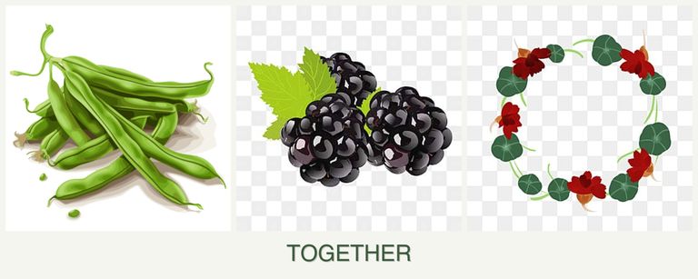 Can you plant beans, blackberries and nasturtiums together?