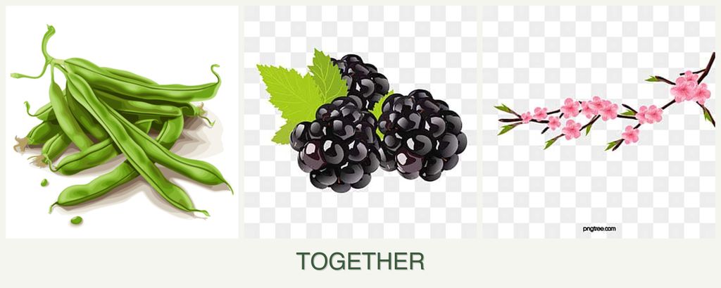 Can you plant beans, blackberries and peaches together?
