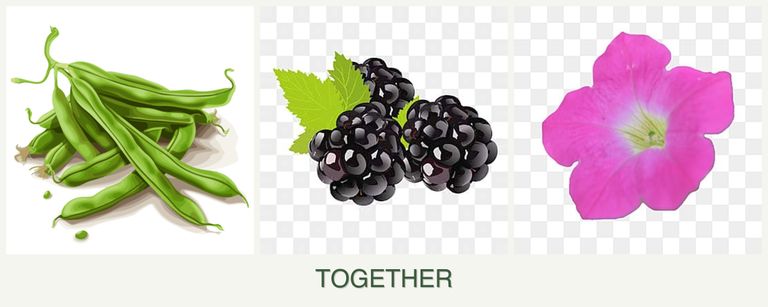 Can you plant beans, blackberries and petunias together?