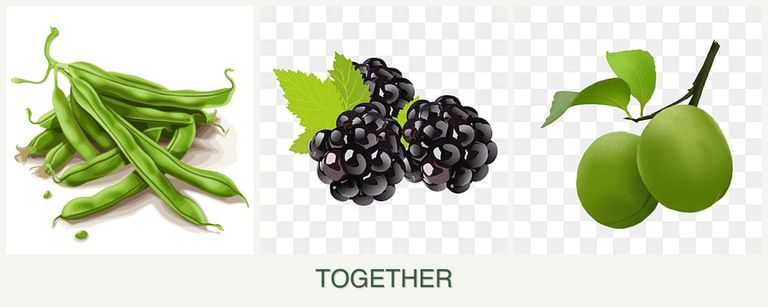Can you plant beans, blackberries and plums together?