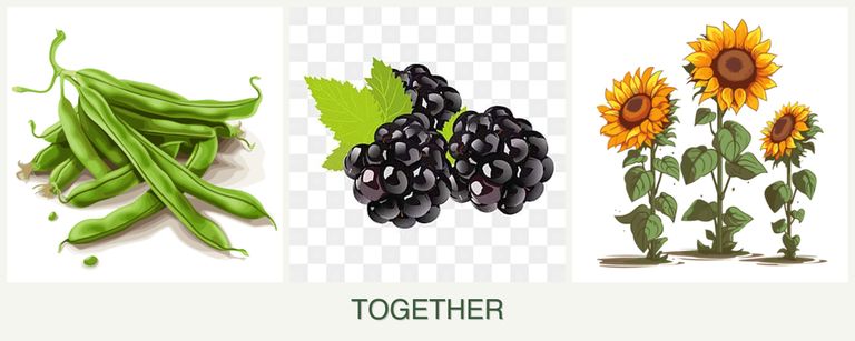 Can you plant beans, blackberries and sunflowers together?