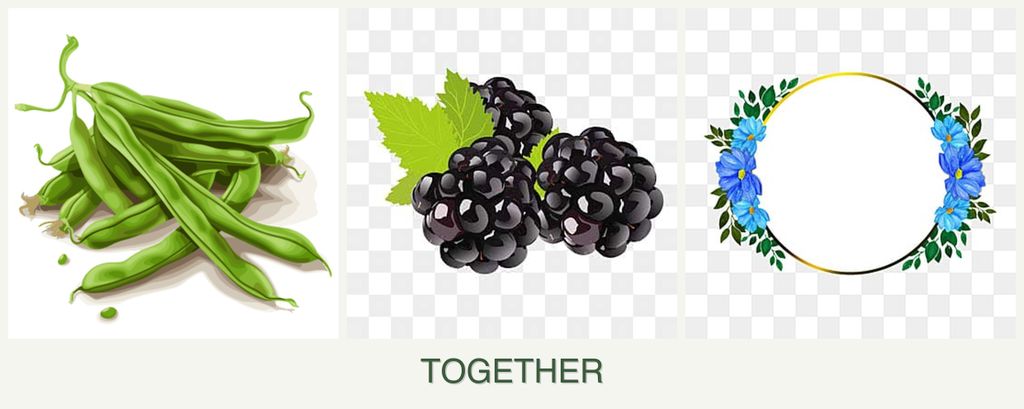 Can you plant beans, blackberries and zinnias together?