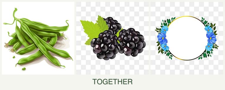 Can you plant beans, blackberries and zinnias together?