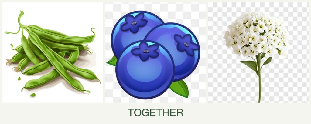 Can you plant beans, blueberries and alyssum together?