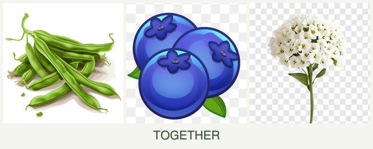Can you plant beans, blueberries and alyssum together?