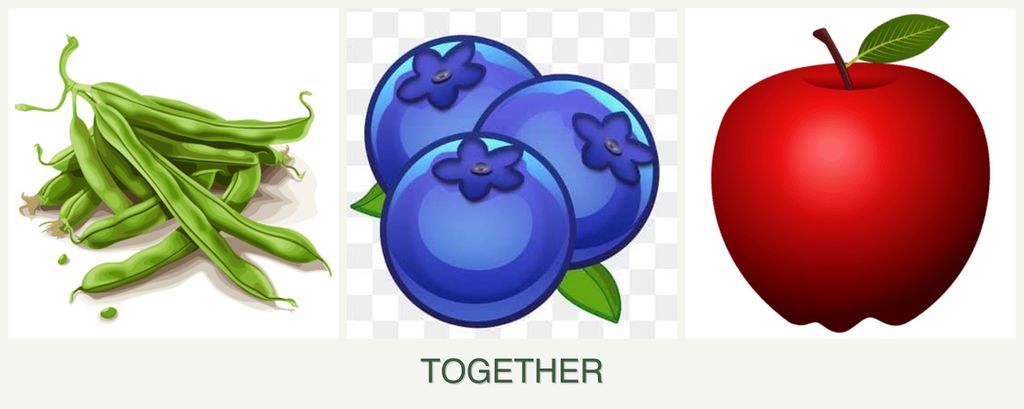 Can you plant beans, blueberries and apples together?