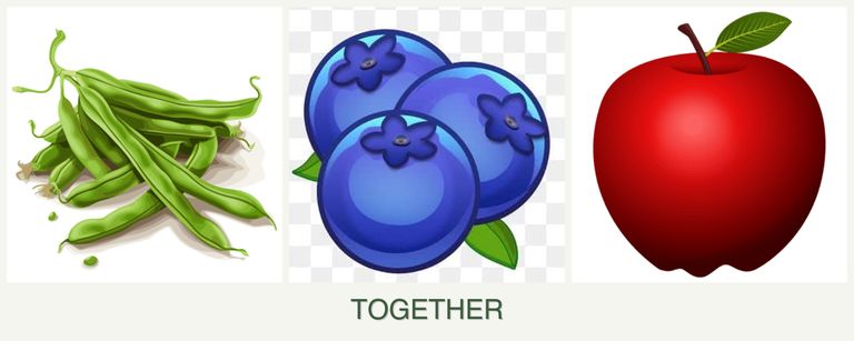 Can you plant beans, blueberries and apples together?