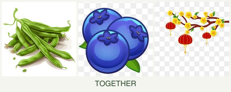 Can you plant beans, blueberries and apricots together?