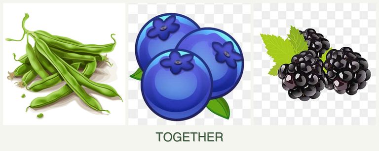 Can you plant beans, blueberries and blackberries together?