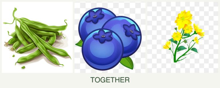 Can you plant beans, blueberries and calendula together?