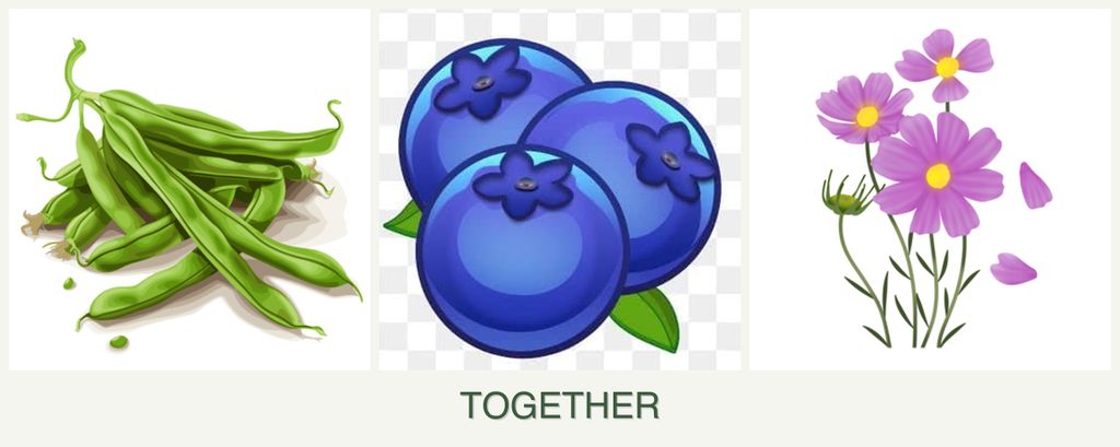 Can you plant beans, blueberries and cosmos together?