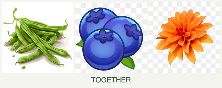 Can you plant beans, blueberries and dahlias together?