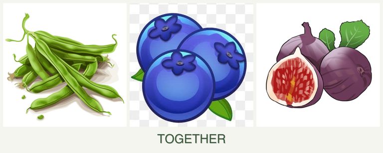 Can you plant beans, blueberries and figs together?