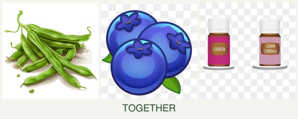 Can you plant beans, blueberries and geraniums together?