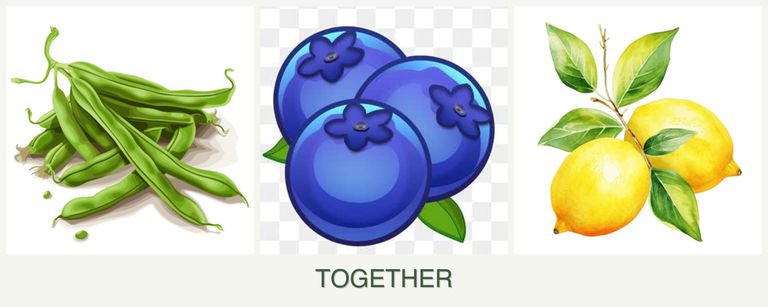 Can you plant beans, blueberries and lemons together?