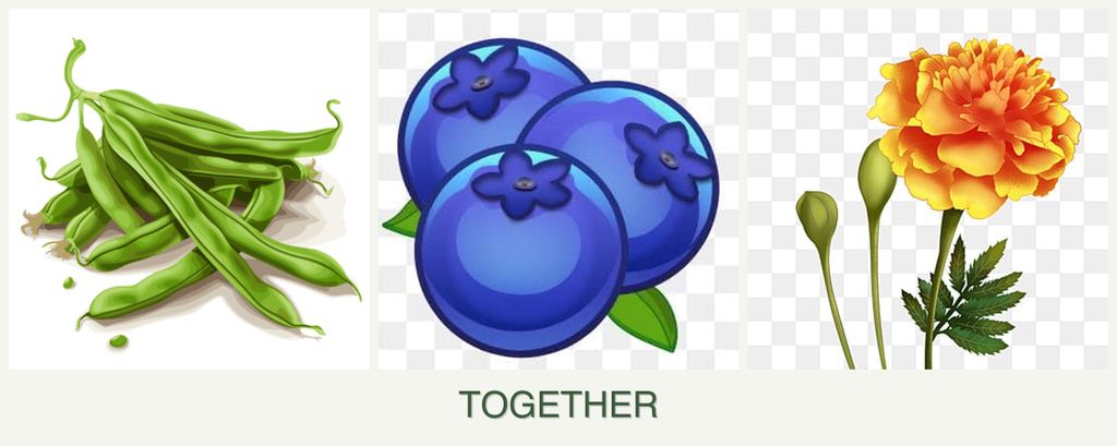 Can you plant beans, blueberries and marigolds together?