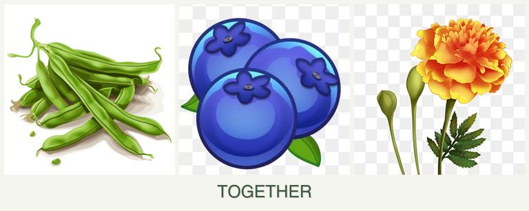 Can you plant beans, blueberries and marigolds together?