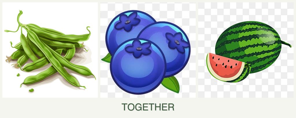 Can you plant beans, blueberries and melons together?