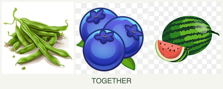 Can you plant beans, blueberries and melons together?