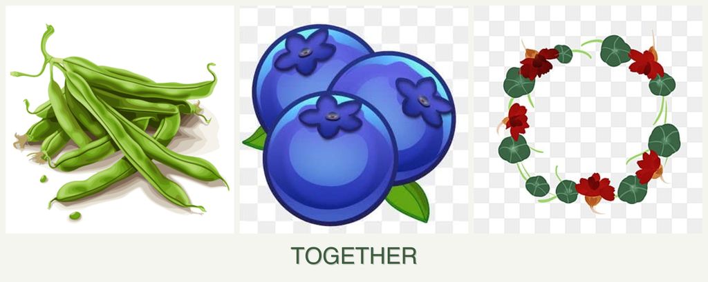Can you plant beans, blueberries and nasturtiums together?