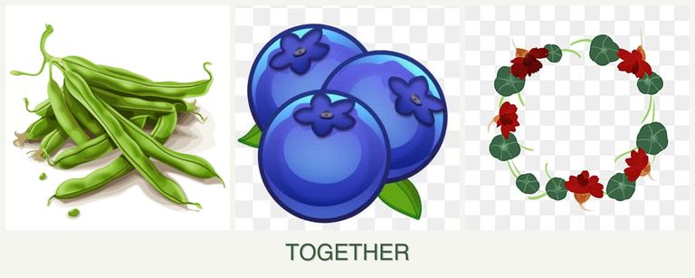 Can you plant beans, blueberries and nasturtiums together?