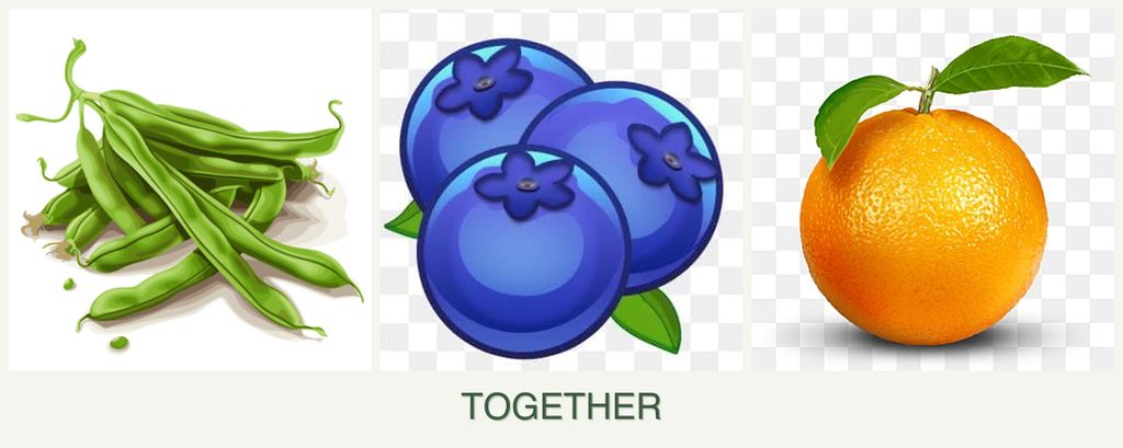 Can you plant beans, blueberries and oranges together?