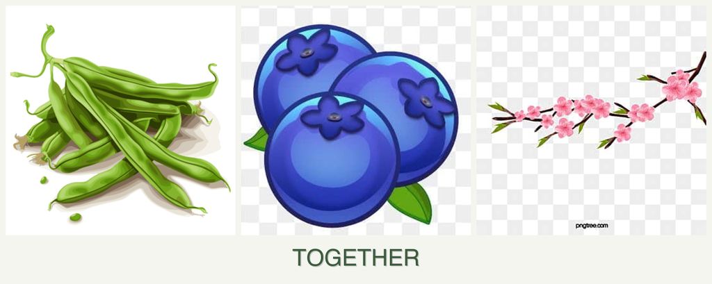 Can you plant beans, blueberries and peaches together?