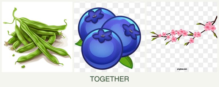 Can you plant beans, blueberries and peaches together?